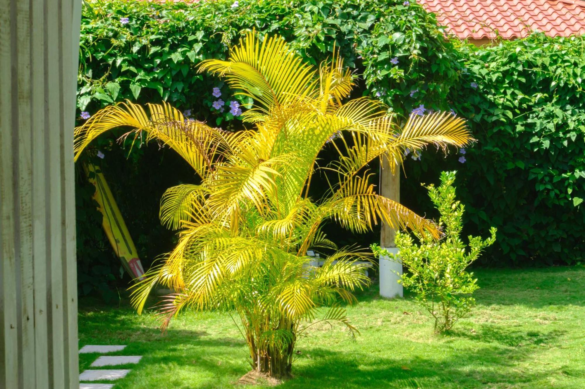 Olivia Del Caribe Suite Puerto Viejo de Talamanca Eksteriør billede